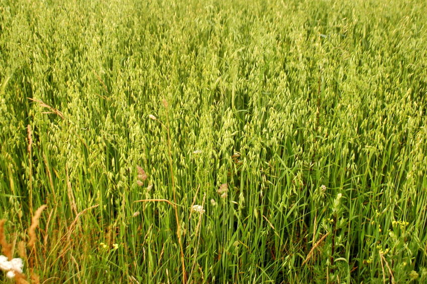 Oats on ground zero