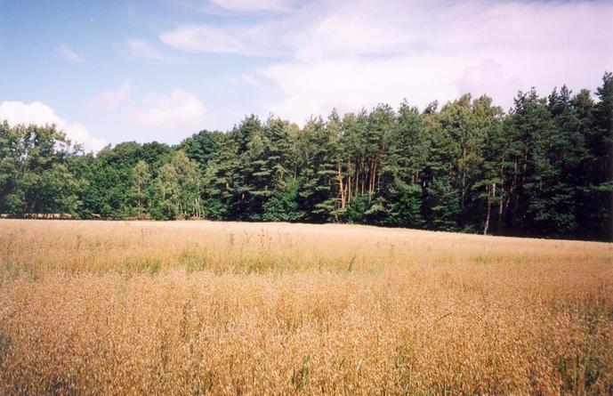 General view of the confluence (towards NE)