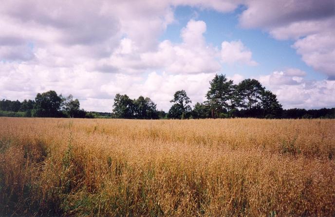 View towards SW from the confluence