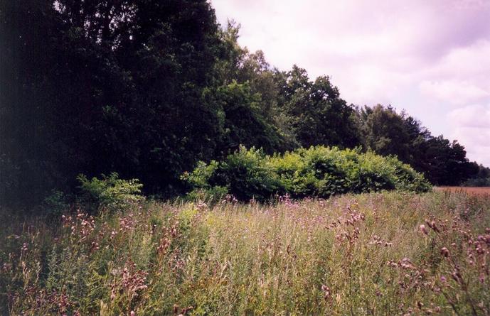 View towards SE from the confluence