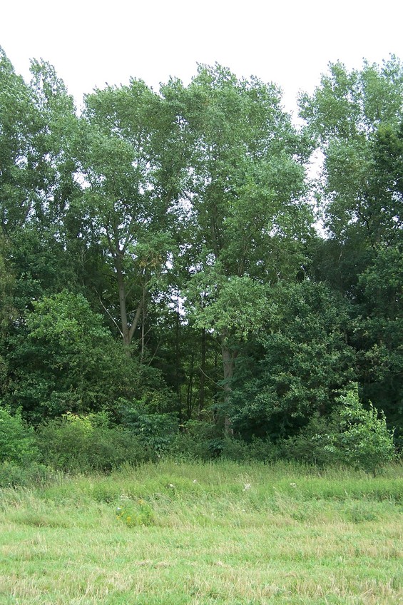 View towards E from the confluence