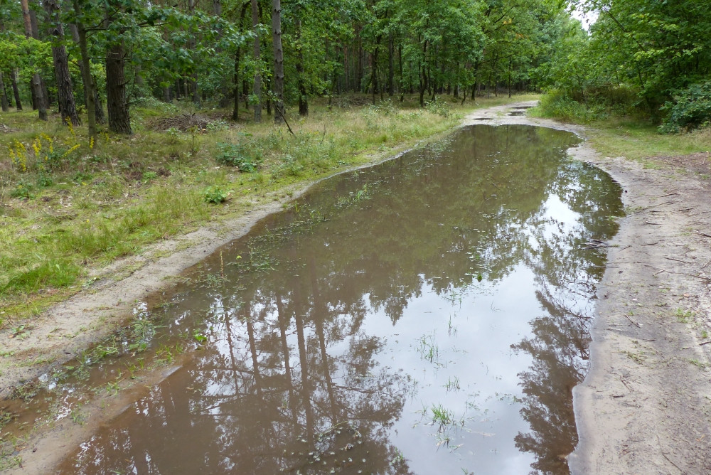 Jenda z kałuż na drodze lesnej / One of the puddles on the forest road