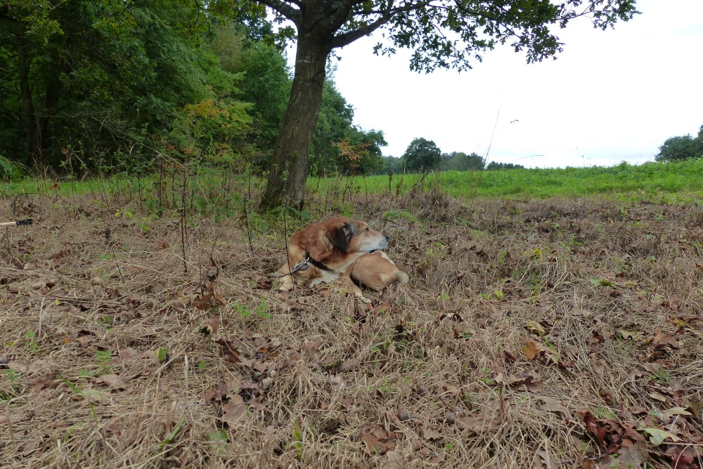 Pixel oczekujący na zakończenie przerwy w spacerze / Pixel's waiting for the walking break to end