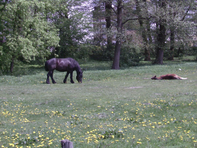 current meadow residents - aktualni lokatorzy laki