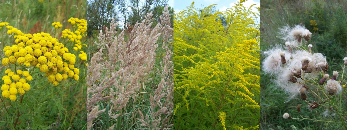 Plants of the meadow