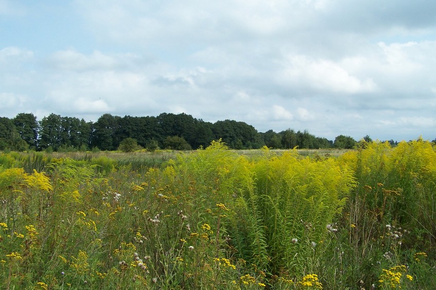 View towards NE from the confluence