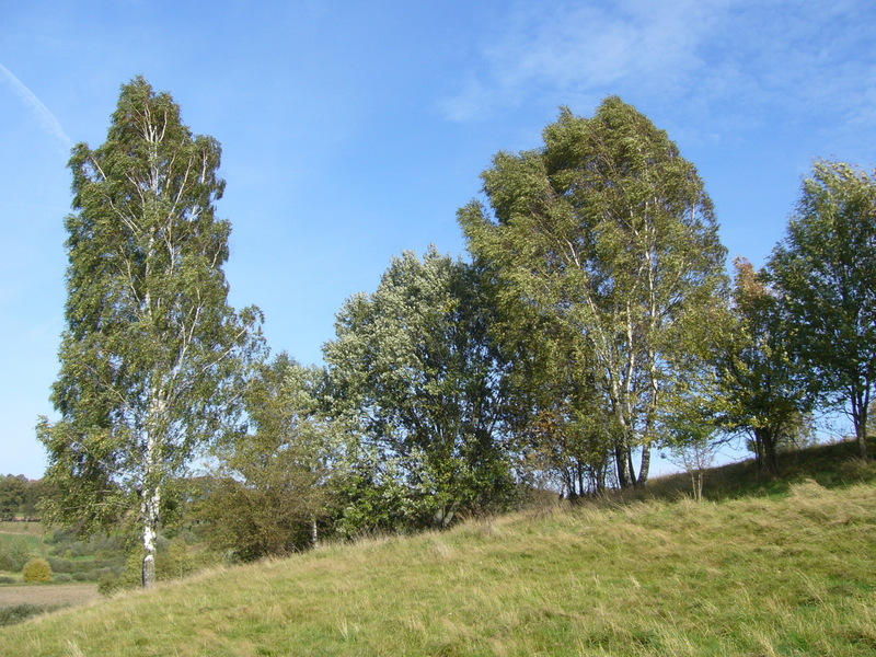 General view - Widok ogólny