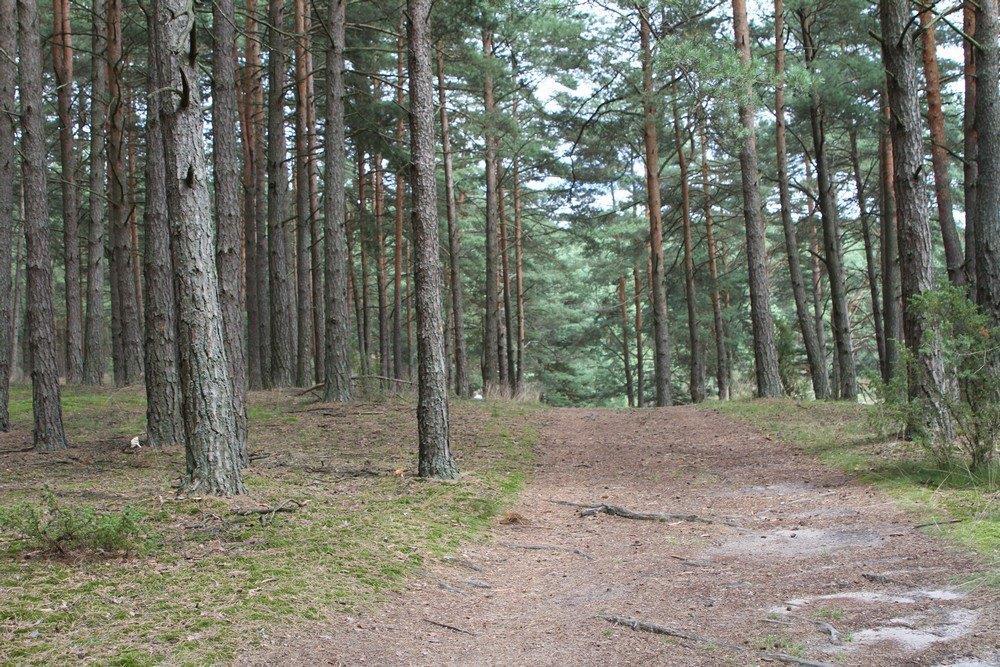 East view, (Forest road) - Wschód, (Leśna droga)