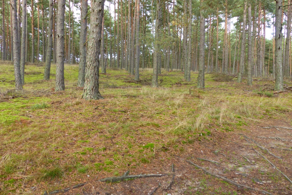 Bezposrednie miejscu punktu / Exact spot