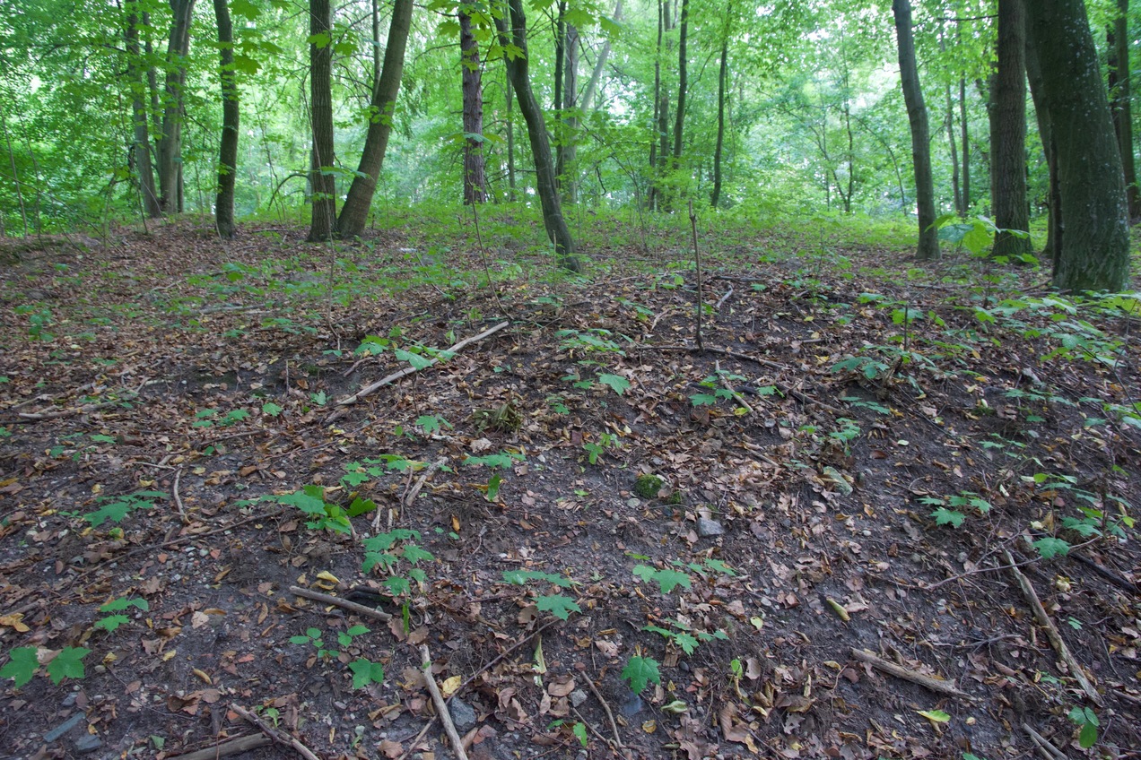 The confluence point lies partway up this North-facing slope.  (This is also a view to the South.)