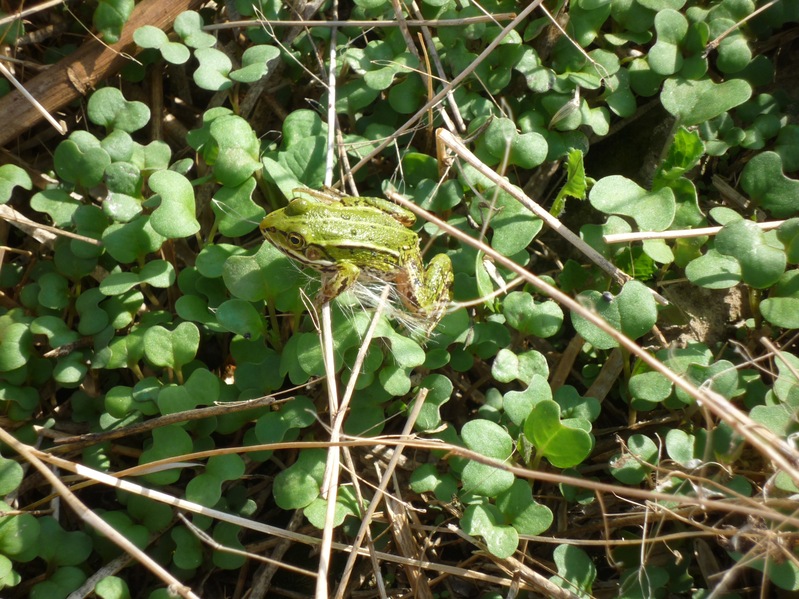 Green frog