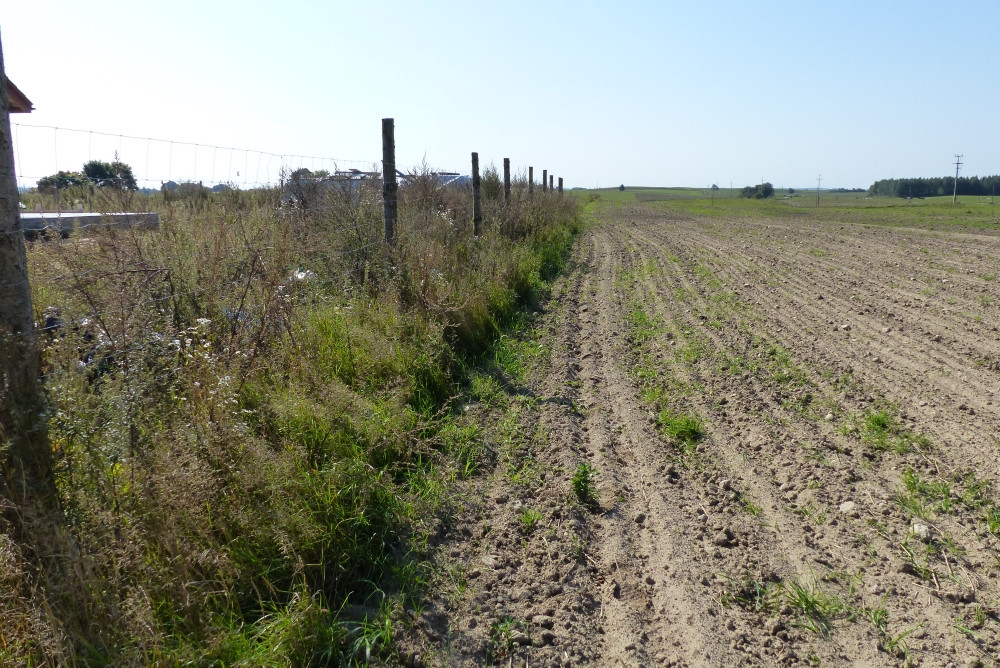 Płot i ledwo widoczna ścieżka wzdłuż niego / A fence and a barely visible path along it