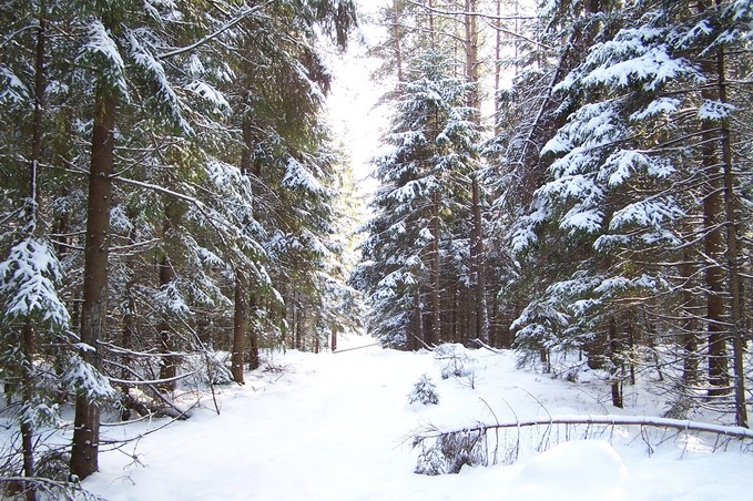 View towards S from the confluence