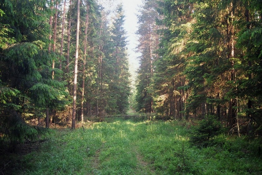 The confluence in the middle of the forest, looking south