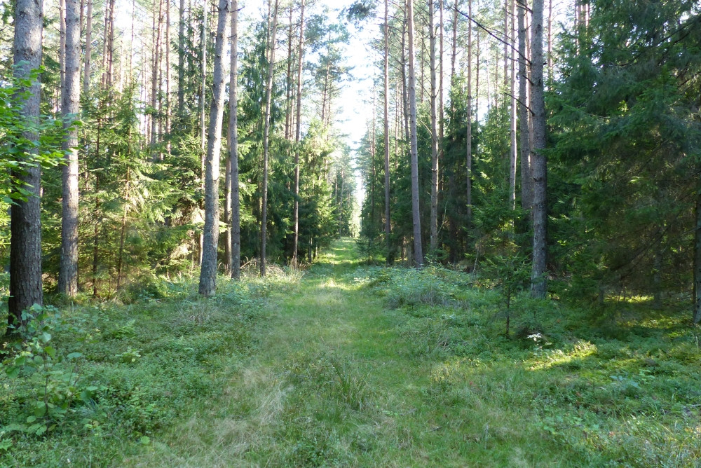 Widok na punkt z odległości około 10 m, punk zlokalizowalismy około 1,5 m od tej drogi / Confluence view in 10 m, 1.5 m from the road