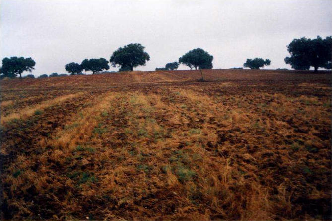 And to crown the exhibition: closer view of trees, mud and manure in the North