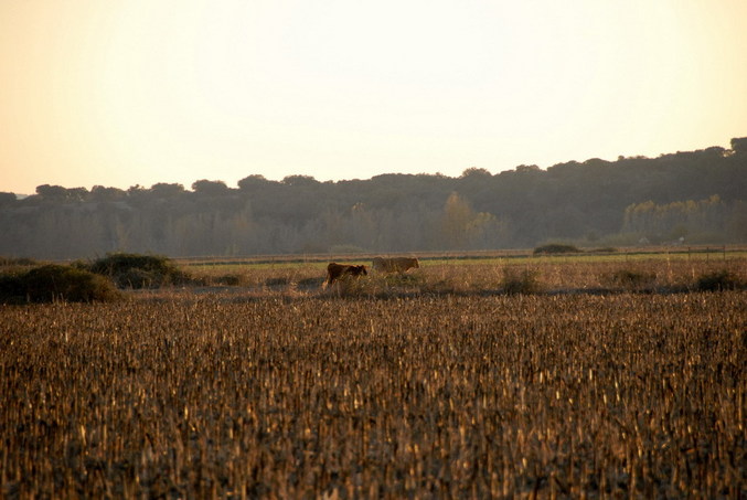 View east / Blick nach Osten