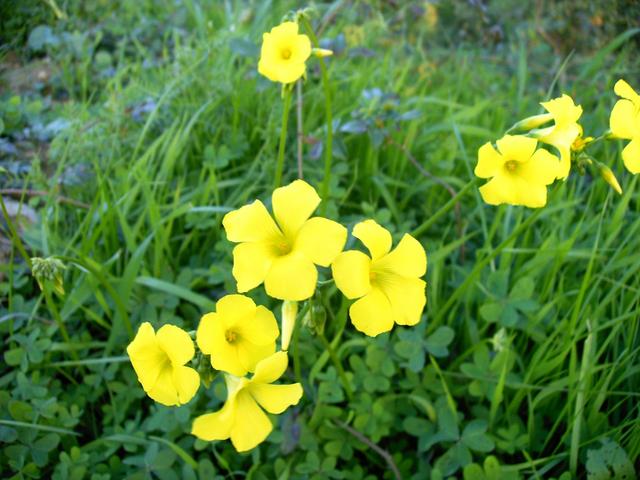 Yellow Flowers