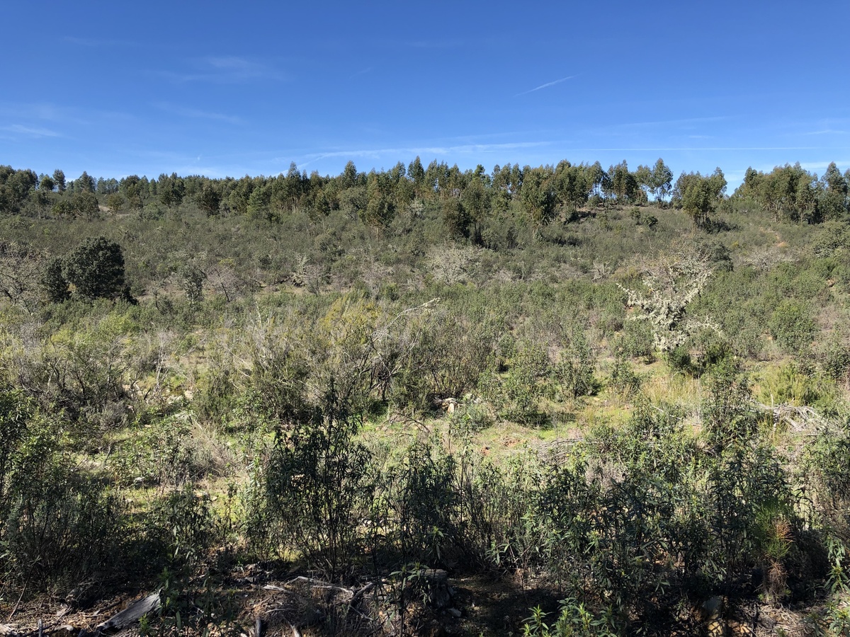 The Confluence from 20 m distance