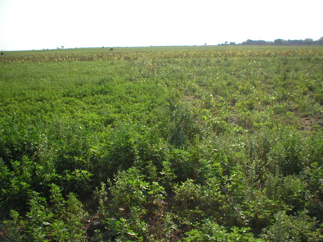 West view - the confluence point is right in the middle of the picture