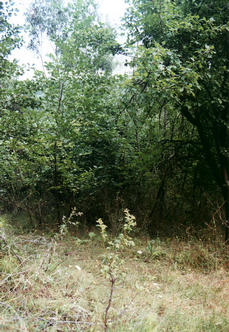 #1: Picture of the confluence from the north-west