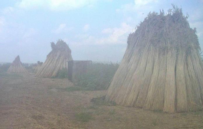 Stacked reeds