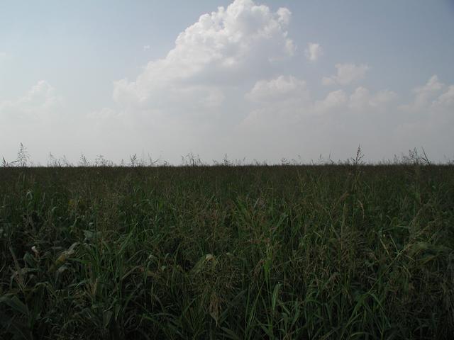 Blöick nach Westen zum Punkt (150m) / View west to the confluence (150m)