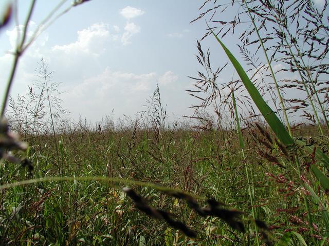 Blick vom Punkt nach Wetsen / View from the confluence to west