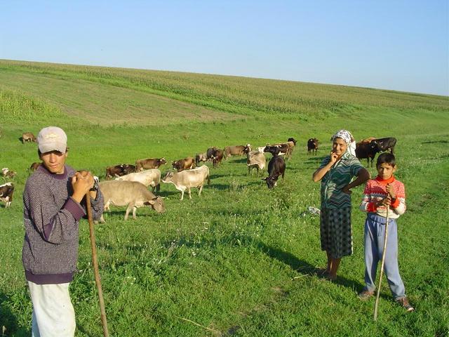 the people from the local village guarding their cows