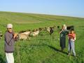 #4: the people from the local village guarding their cows