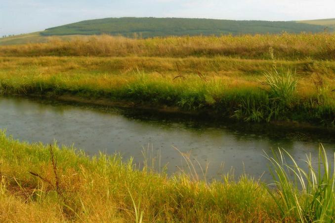 Muddy frog & snail infested river