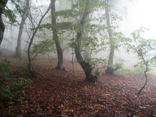 #1: View to the point. Forest on hill slide.