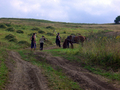 #9: Cutting hay with scythes