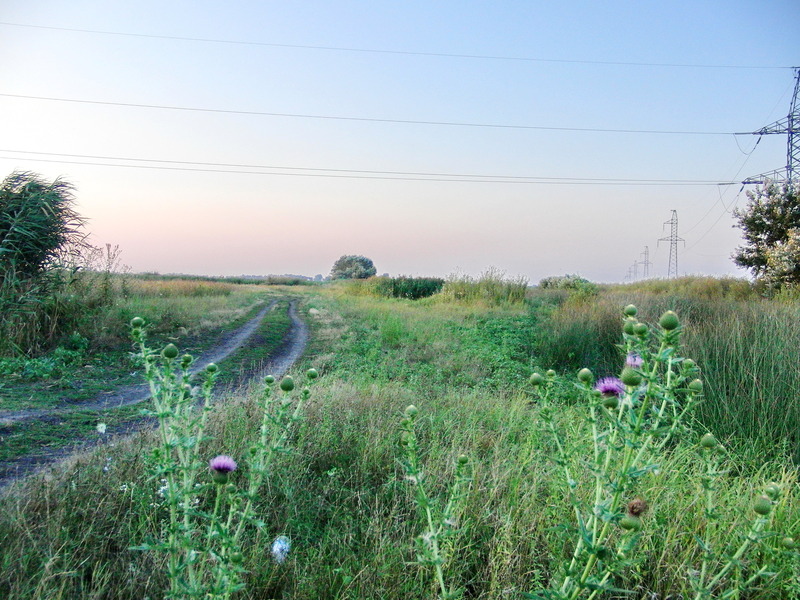 Fields in the North