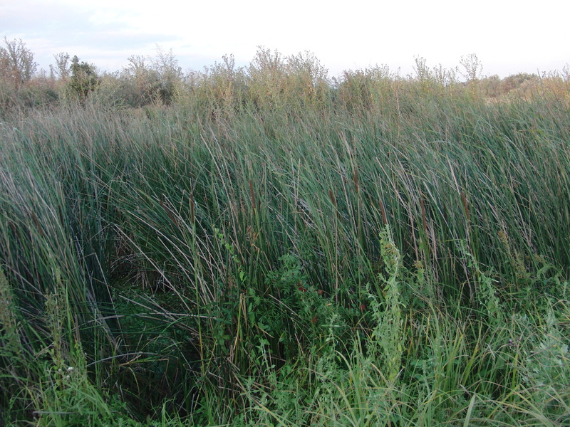 Overgrown water channel in the East