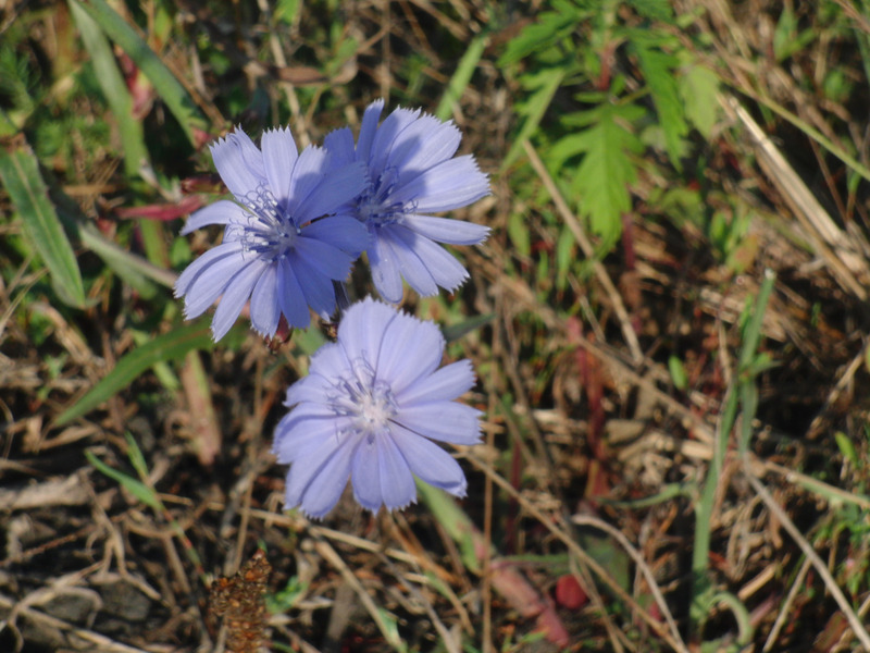 Cornflowers