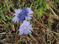 #8: Cornflowers