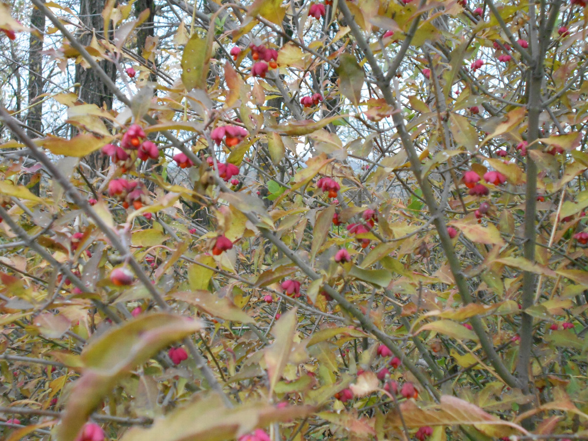 ягода красная - red berries