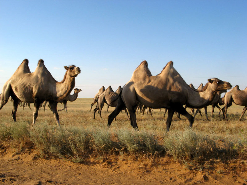 Camels