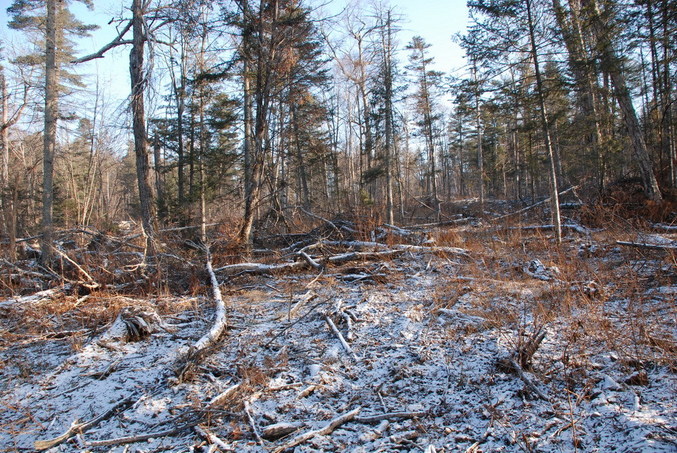 Forest clearing