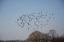 #7: Birds over the fields