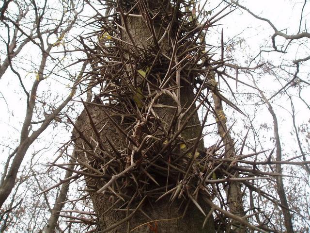 Koluchki on the tree