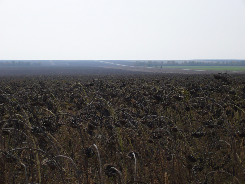 Dead sunflowers