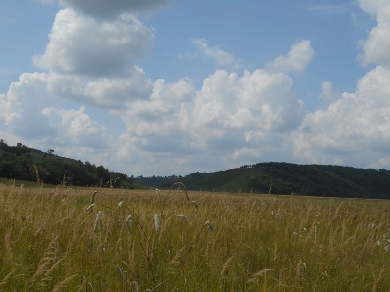 Вид на запад, где в распадке ручей / West view towards the creek in the gully