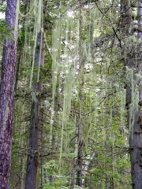 Мох на деревьях -- Moss on the trees