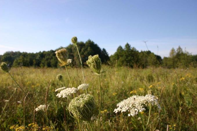 Флора -- Flora