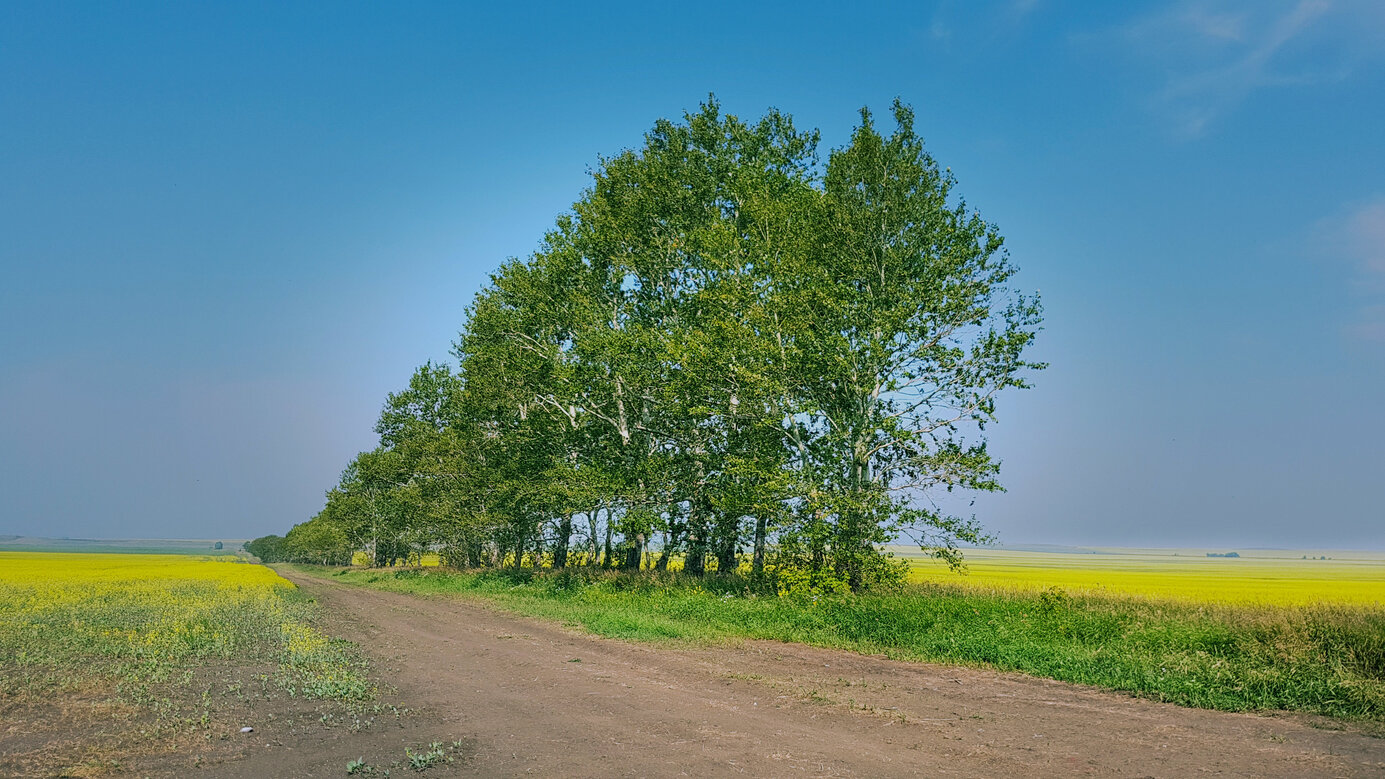 rapeseed with rows of birch trees to fight erosion of soil