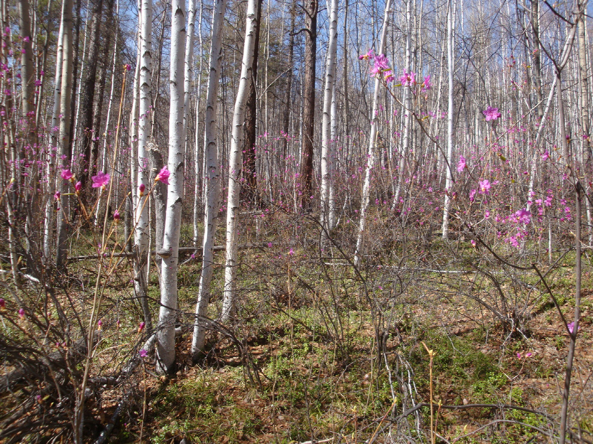 На север / North