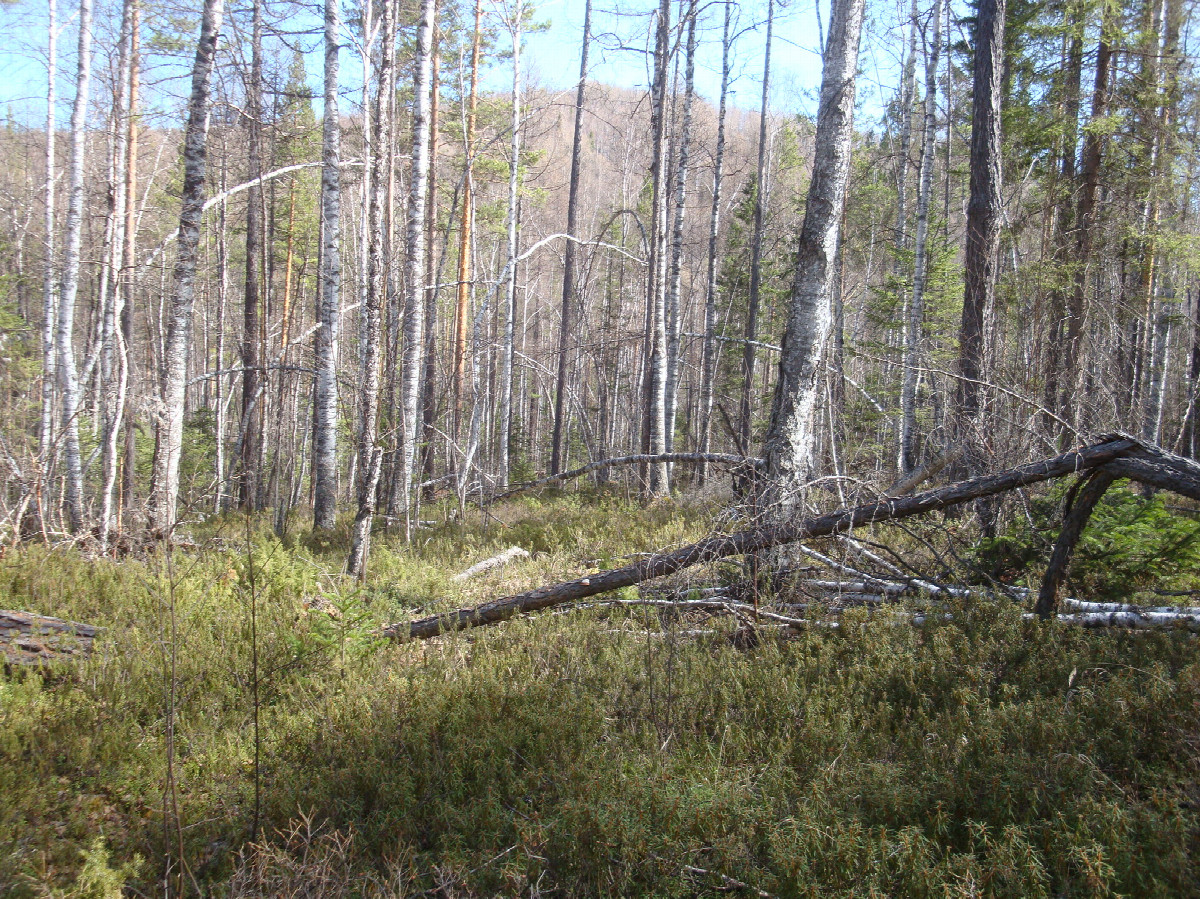 По бурелому в гору к цели / Over windfall up to the hill towards the target