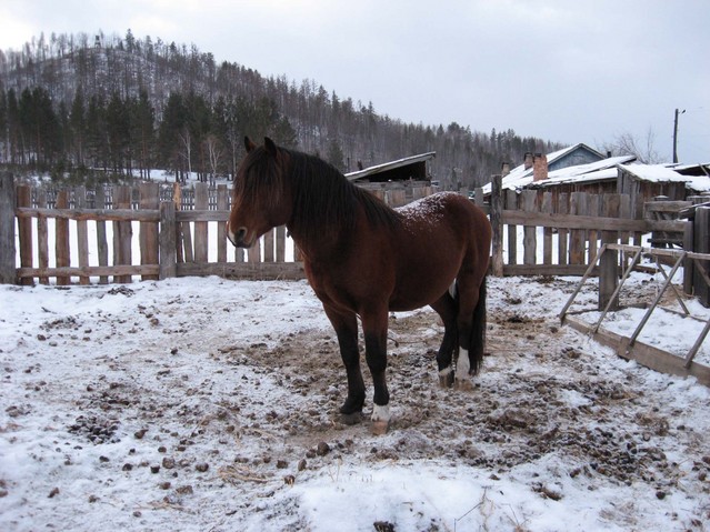 Мерин на меридиане/The horse on meridian